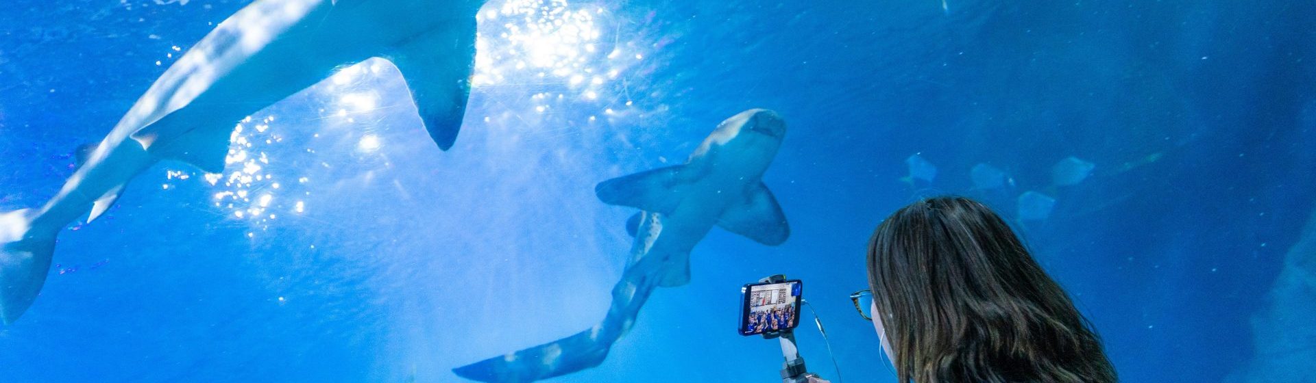 ocean curriculum learning on a virtual experience tour