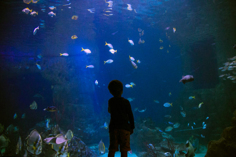 Great Barrier Reef Exhibit at the National Marine Aquarium