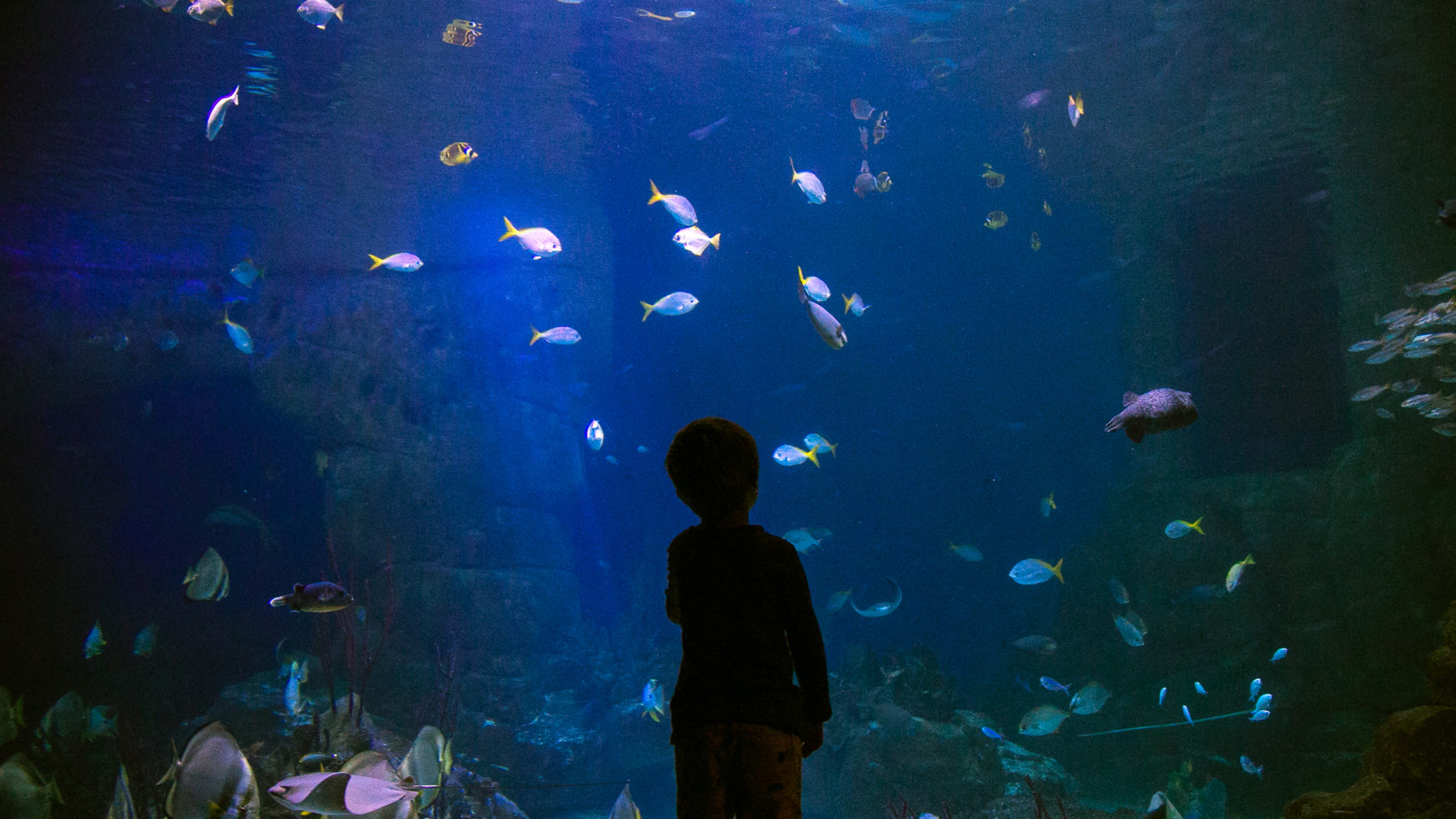 Young boy at the national marine aquarium
