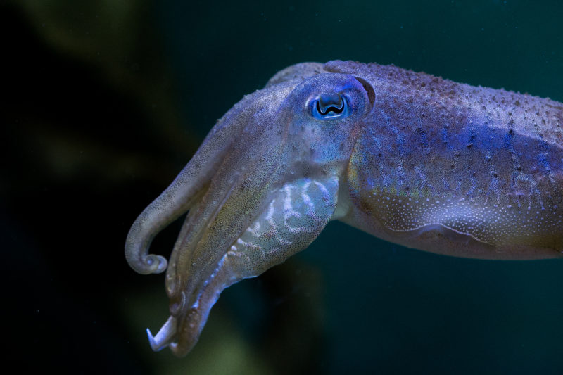 Cuttlefish in an aquarium