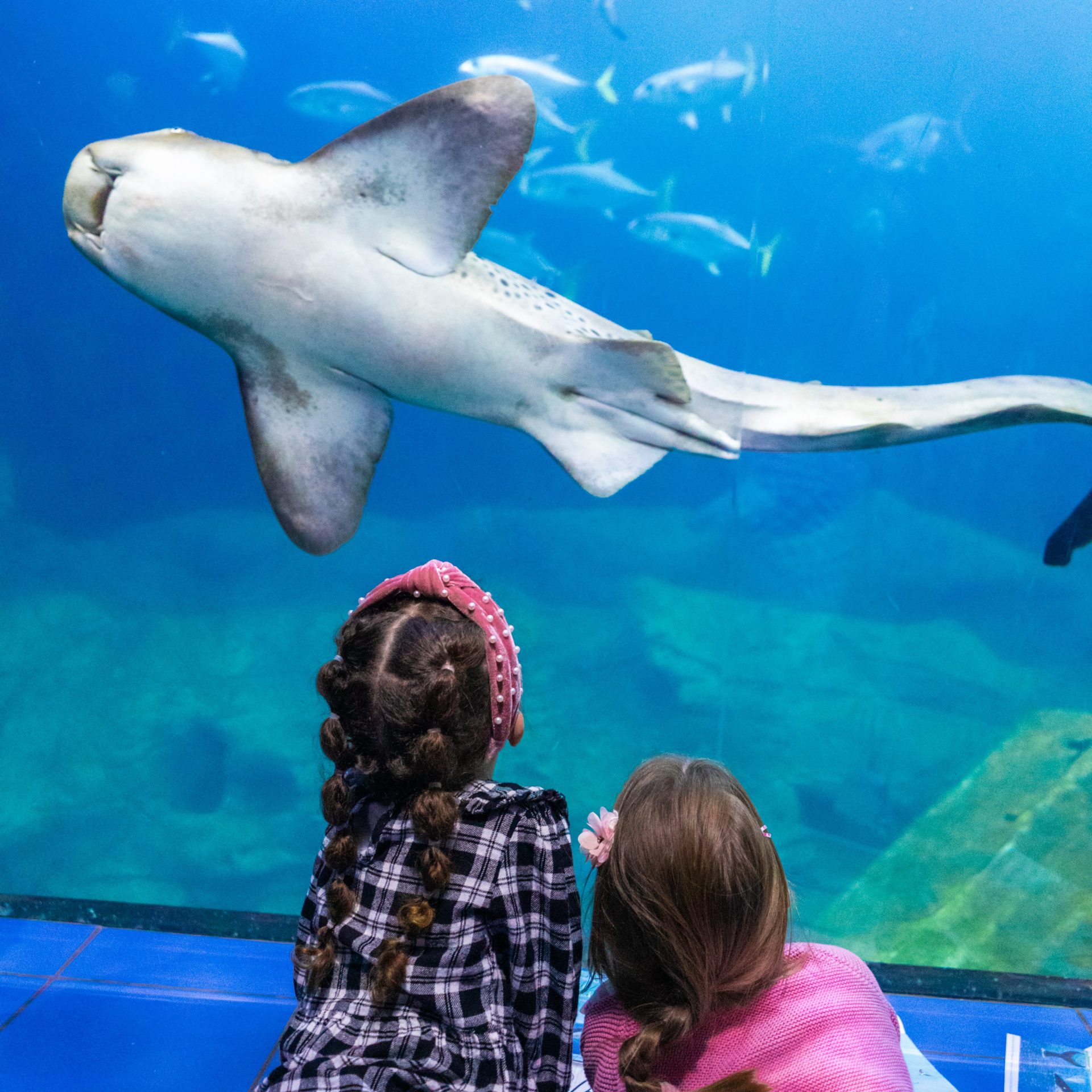 Home education children observing a shark. 