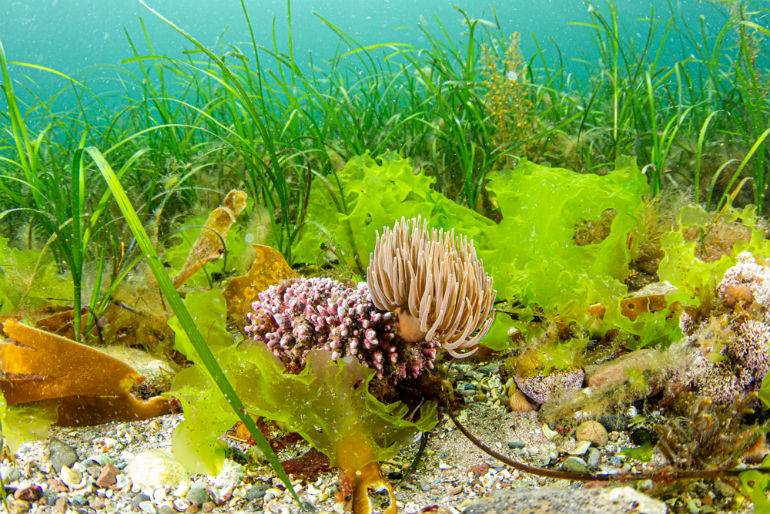 COAST seagrass