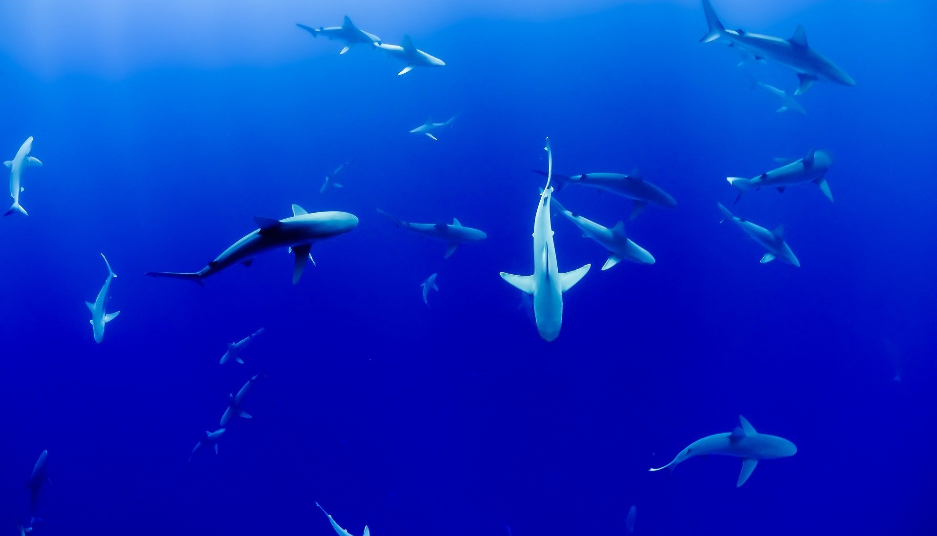 Why sharks are vitally important to Ocean health - Ocean Conservation Trust