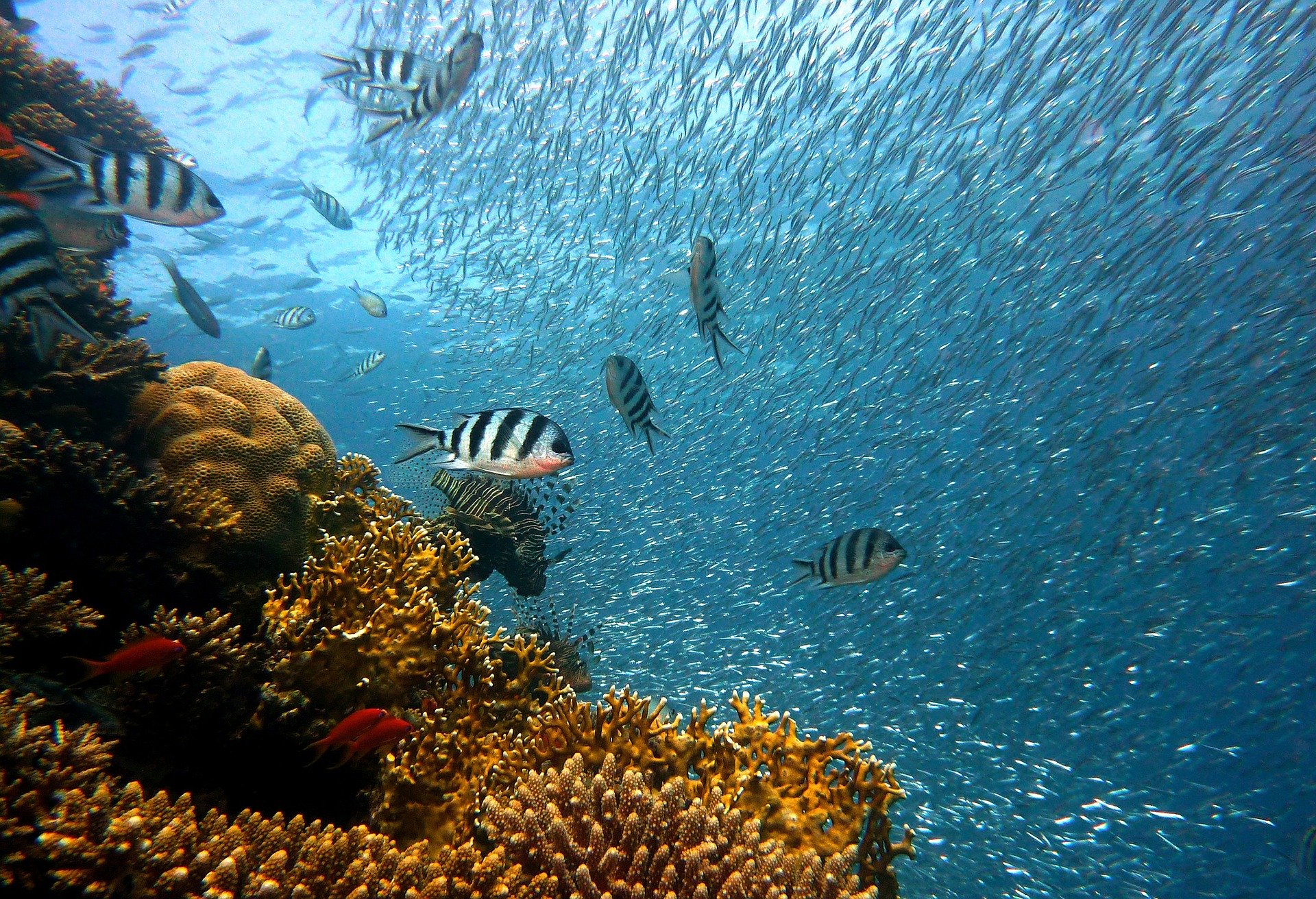 coral reef image