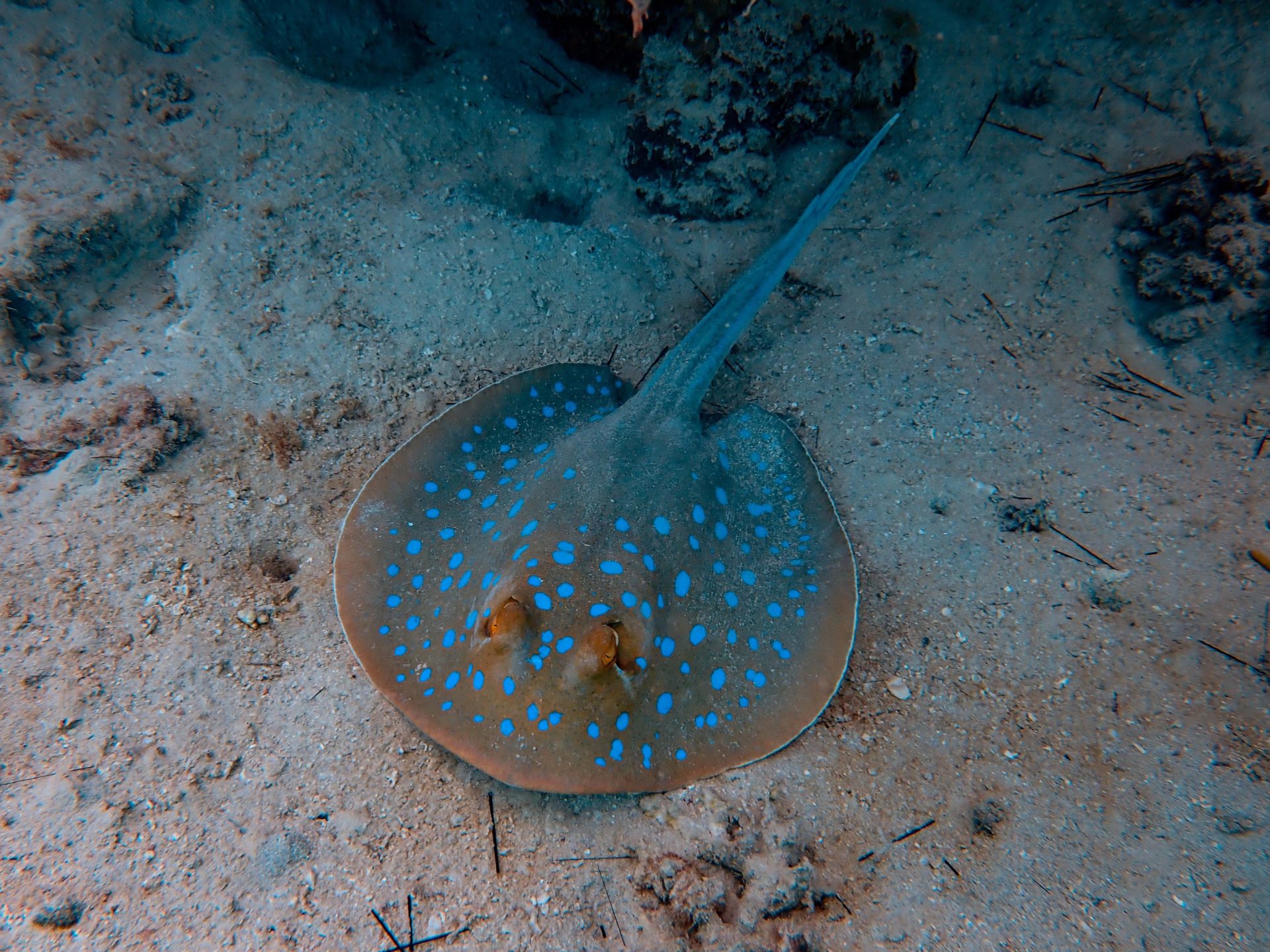 Protecting Ray Species | Ocean Conservation Trust