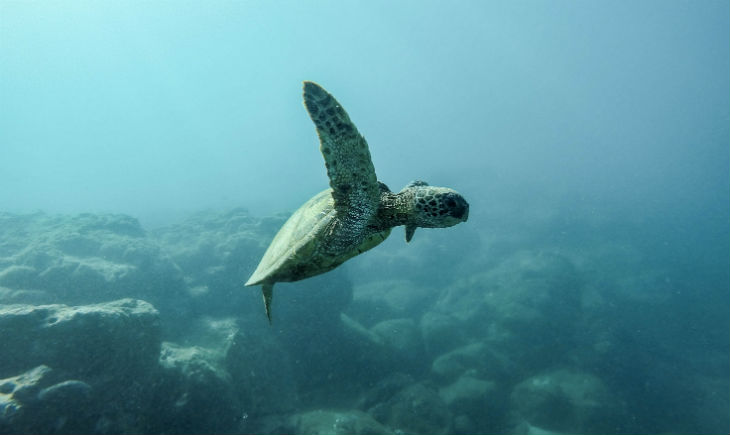 Sea-turtle-Ocean