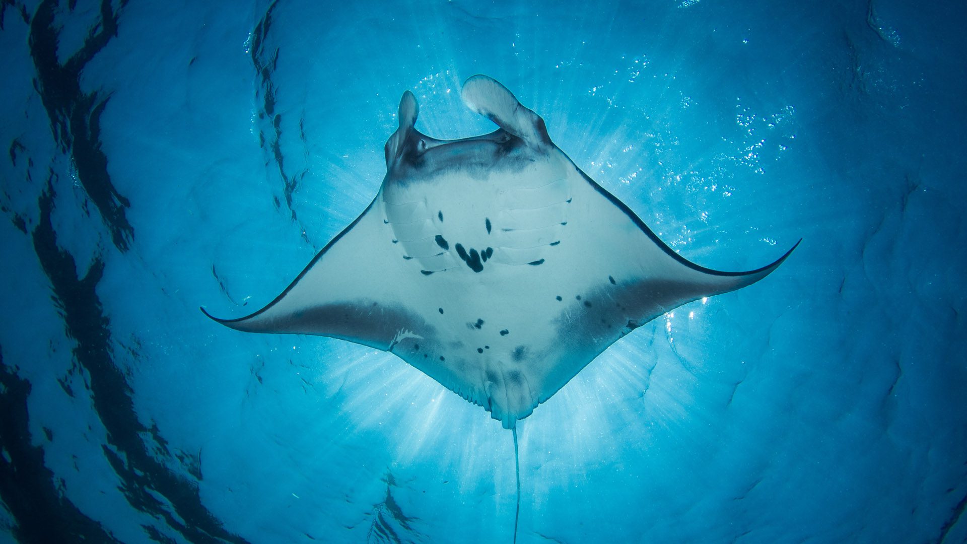 A manta ray in the ocean
