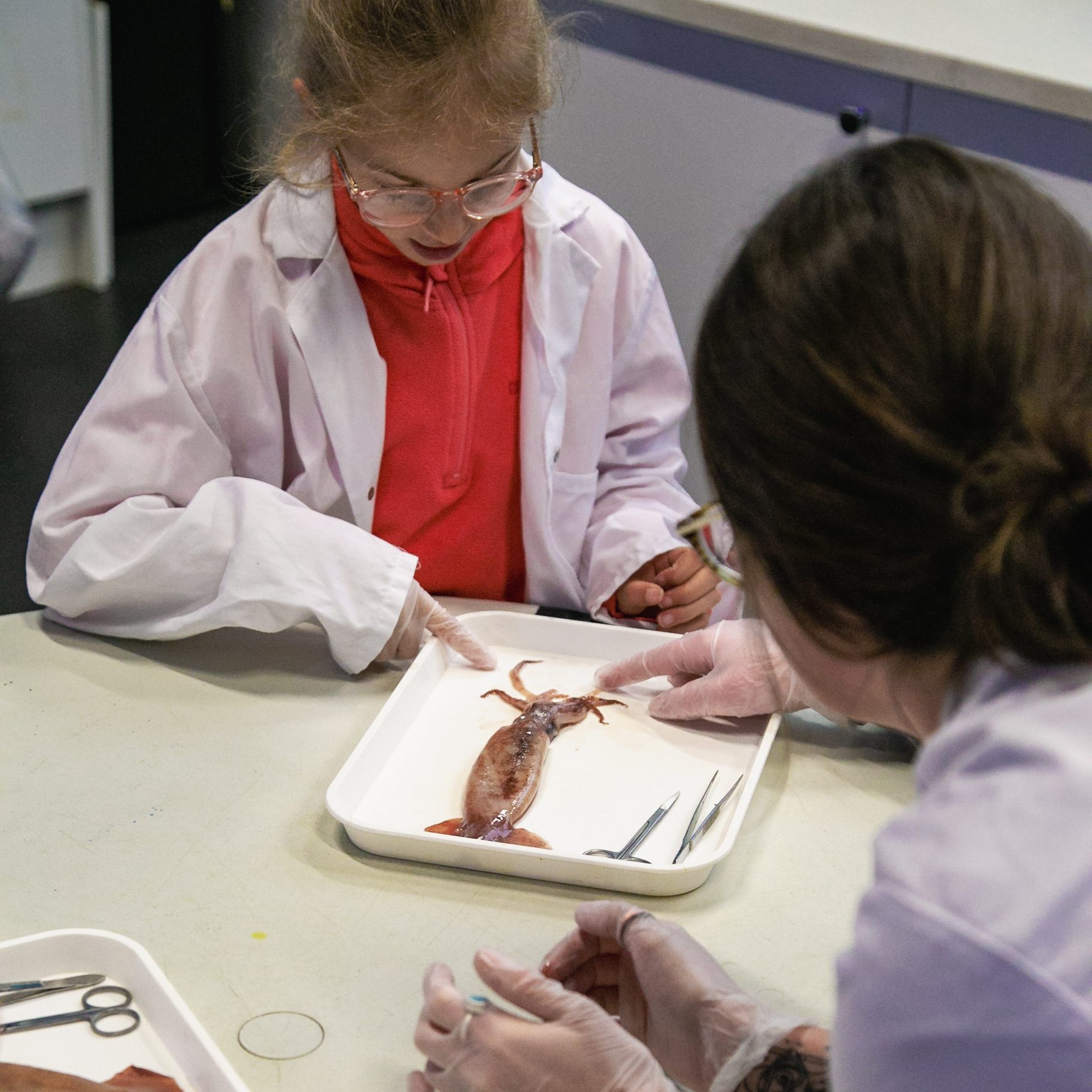 Home education children dissecting a squid. 