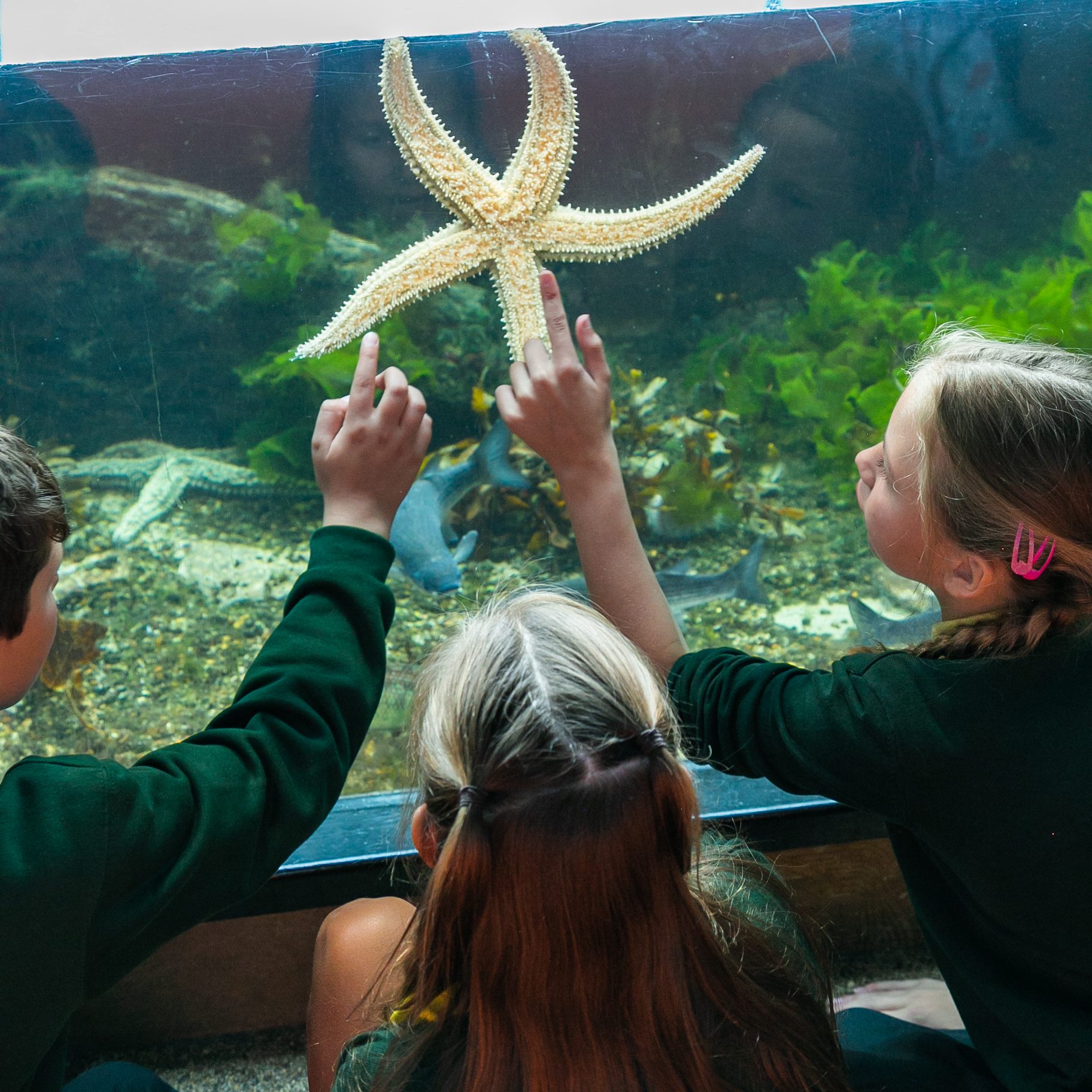 Home Education children observing a starfish. 