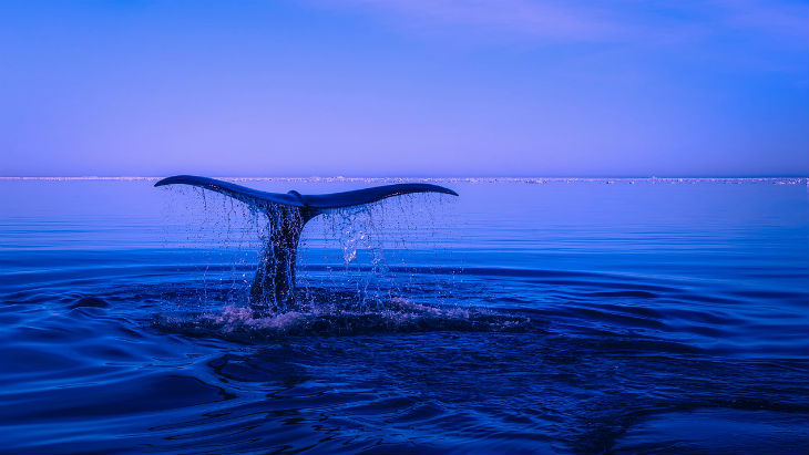 whale-tail-Ocean