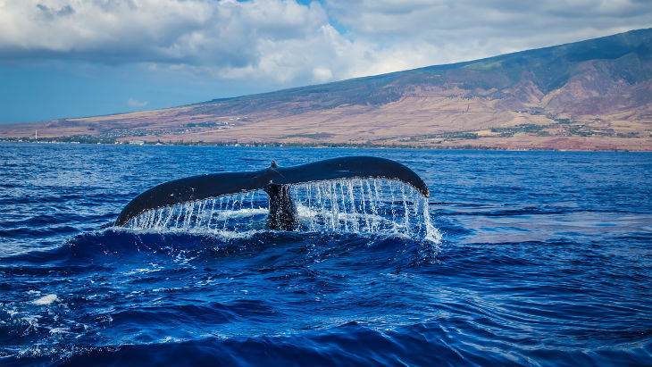 whale tail in Ocean