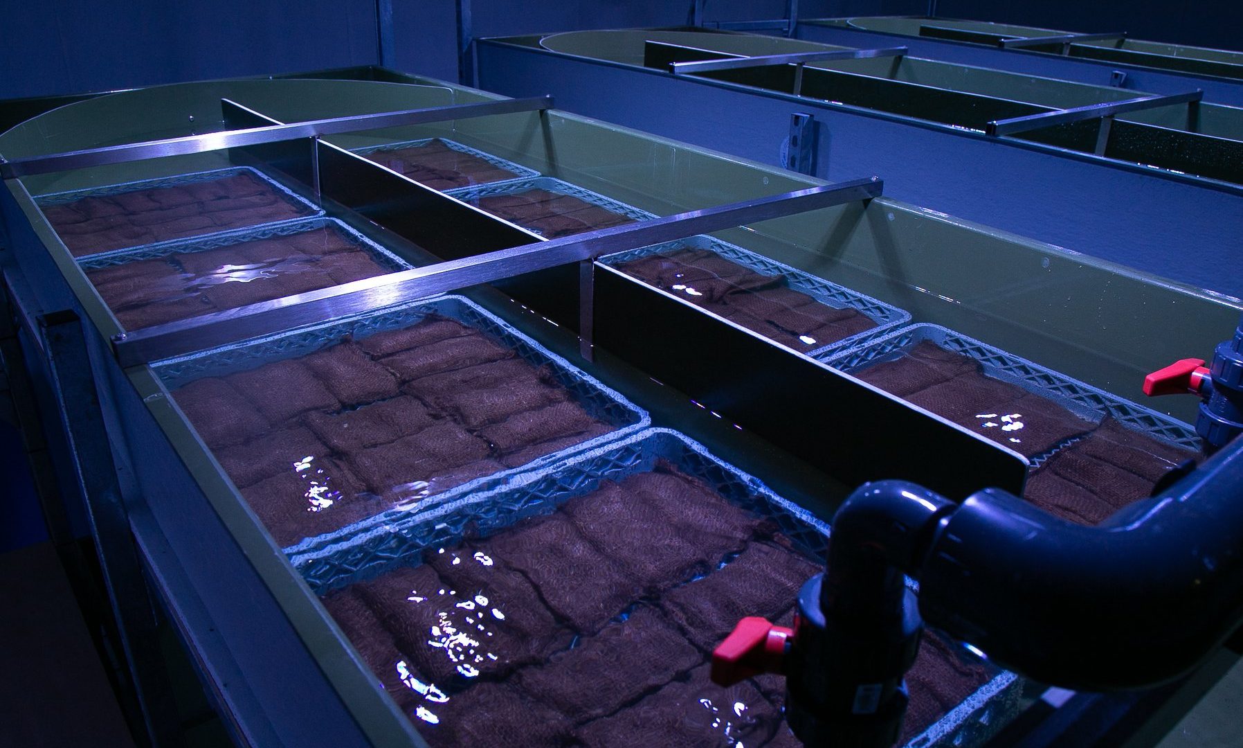 first-seeds-seagrass-lab