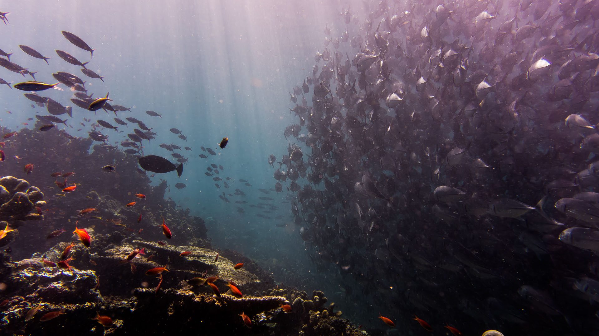 large scoals on the reef